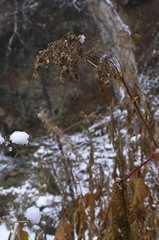 Filipendula camtschatica