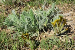 Astragalus xipholobus