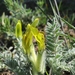 Astragalus xipholobus - Photo (c) vladimir_epiktetov, some rights reserved (CC BY-NC), uploaded by vladimir_epiktetov