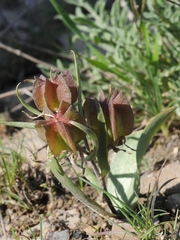 Fritillaria stenanthera