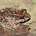 Leptodactylus ventrimaculatus - Photo (c) Felipe Campos,  זכויות יוצרים חלקיות (CC BY-NC), הועלה על ידי Felipe Campos