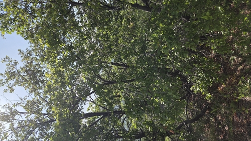 Nothofagus macrocarpa (Nothofagus macrocarpa)