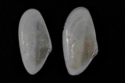 Banded Wedge Shell