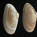 Banded Wedge Shell - Photo no rights reserved, uploaded by Stephen James McWilliam
