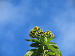 Smallanthus pyramidalis