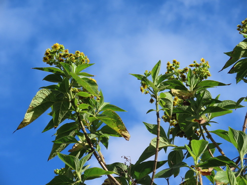 Smallanthus pyramidalis, photograph 1