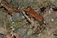 Leptodactylus ventrimaculatus
