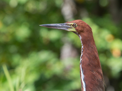Tigrisoma lineatum