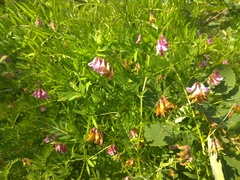 Vicia megalotropis