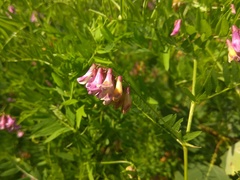 Vicia megalotropis
