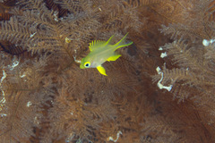 Amblyglyphidodon aureus