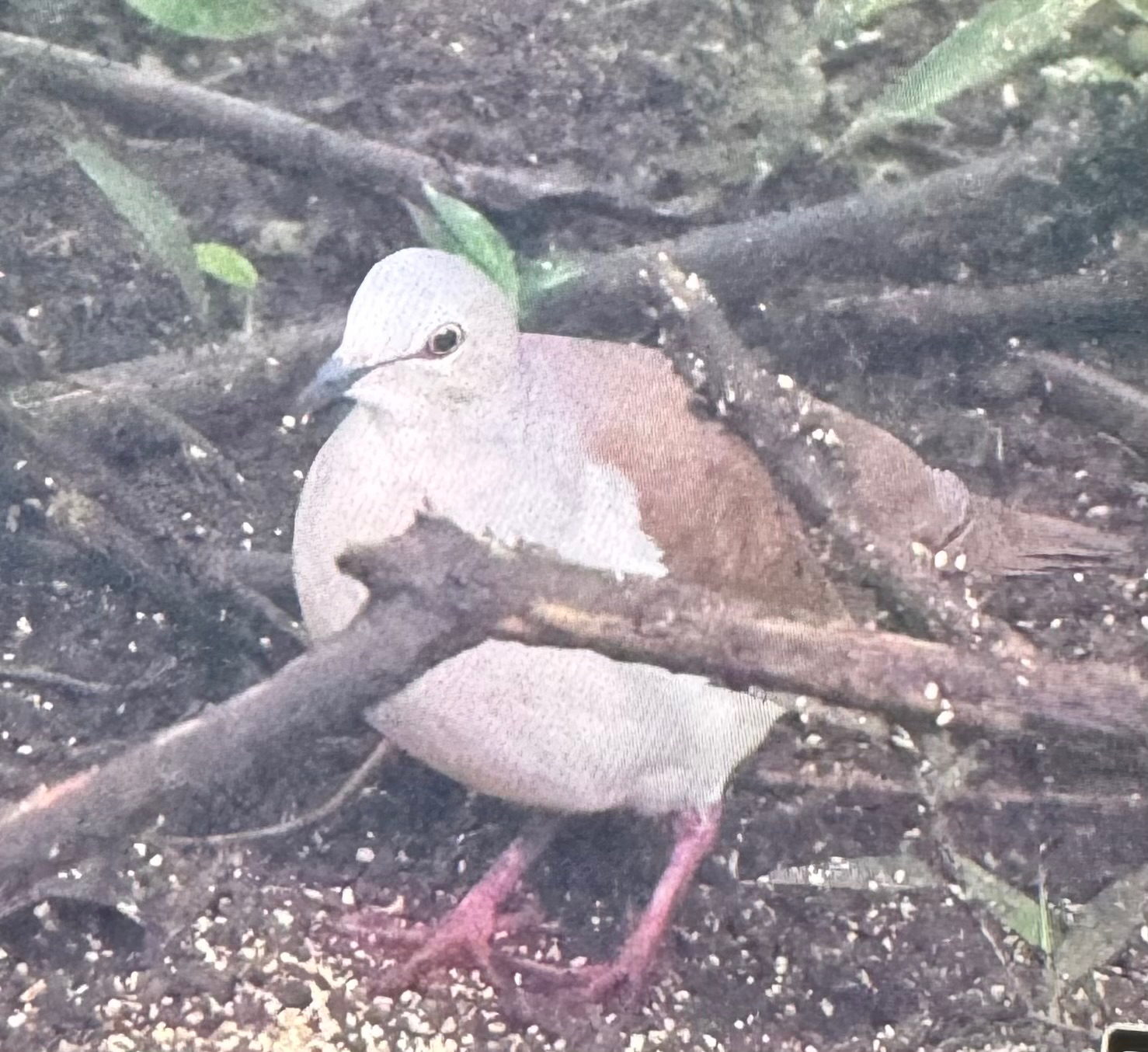 Pallid Dove (Leptotila pallida), photo 3
