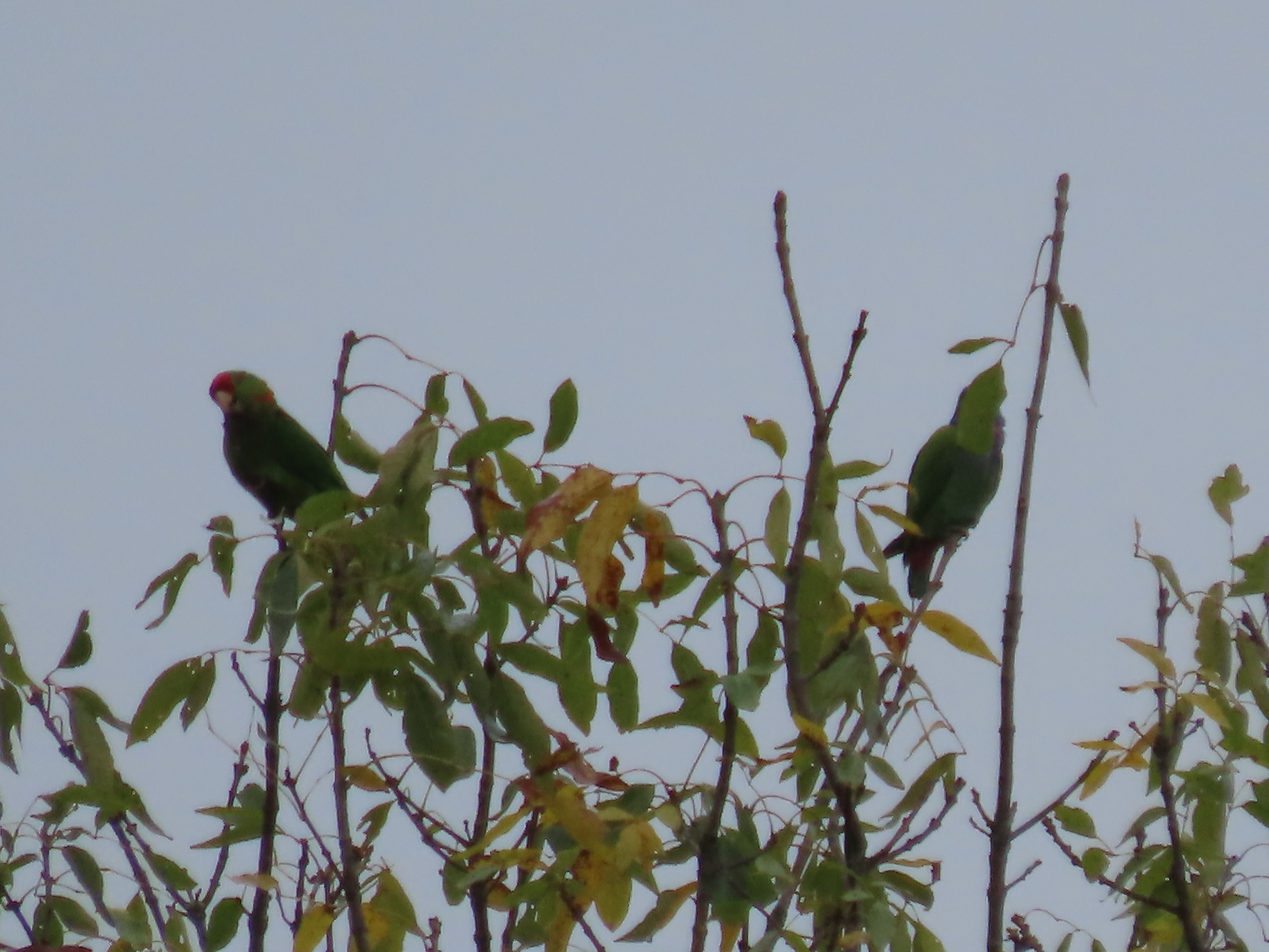 Scarlet-fronted Parakeet illustration