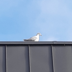 Larus argentatus