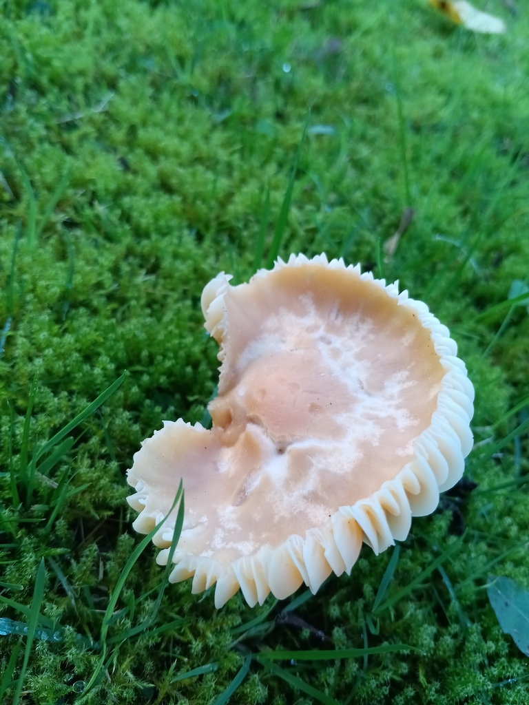 Cuphophyllus pratensis · November 2025 · photo: © considerthelilies (iNaturalist, cc-by)
