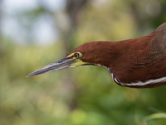 Tigrisoma lineatum
