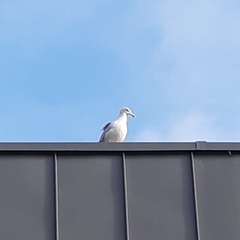Larus argentatus
