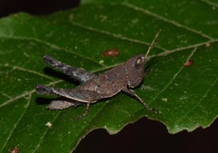 Maculiparia rotundata