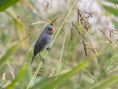 Sporophila intermedia
