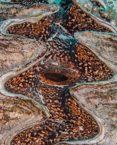 Tridacna squamosina — seen at this dive site