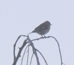 Fringilla coelebs coelebs