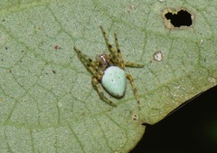 Eriophora nephiloides