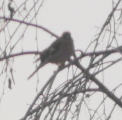 Fringilla coelebs coelebs