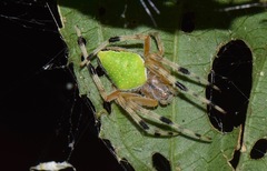 Eriophora nephiloides