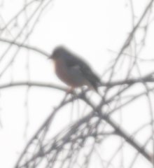 Fringilla coelebs coelebs