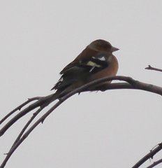 Fringilla coelebs coelebs