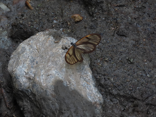 Pteronymia veia