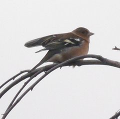 Fringilla coelebs coelebs