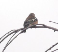 Fringilla coelebs coelebs