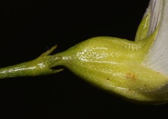 Psoralea sp18