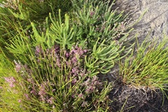 Erica bergiana bergiana
