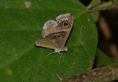 Perophthalma tullius