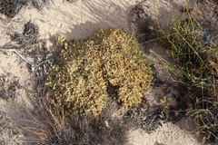 Psammotropha quadrangularis quadrangularis