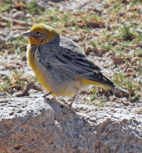 Bright-rumped Yellow Finch (Sicalis uropygialis), photo 5