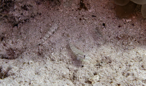 Gnatholepis caudimaculata