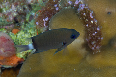 Pycnochromis delta