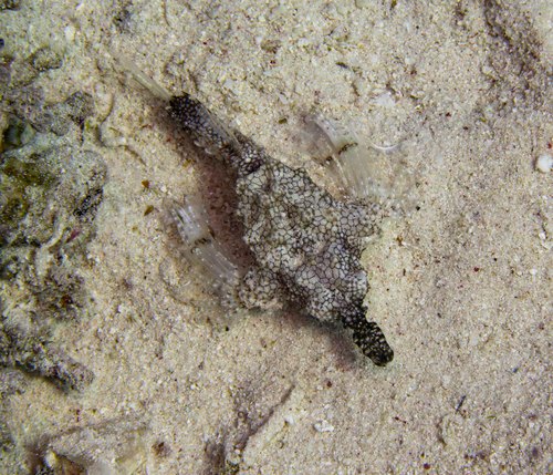 Eurypegasus draconis
