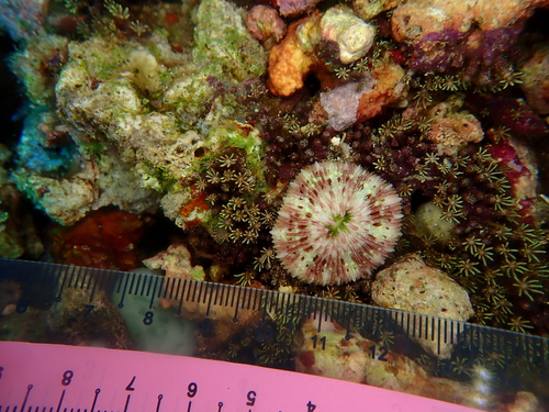 Cycloseris vaughani observed 2025-11-17