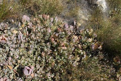 Protea recondita