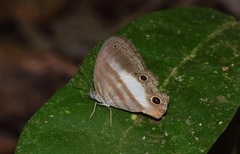 Pareuptychia binocula