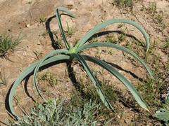 Allium suworowii