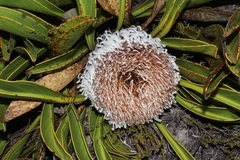 Protea cryophila