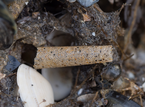 trumpet worm, photo 3 of 10