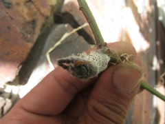 Lasiocampidae