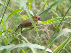 Sporophila intermedia
