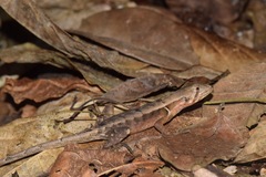 Stenocercus iridescens